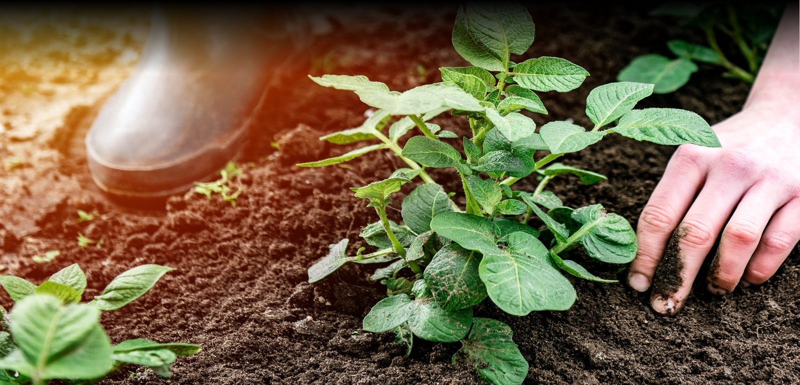 Aviko sustainability
