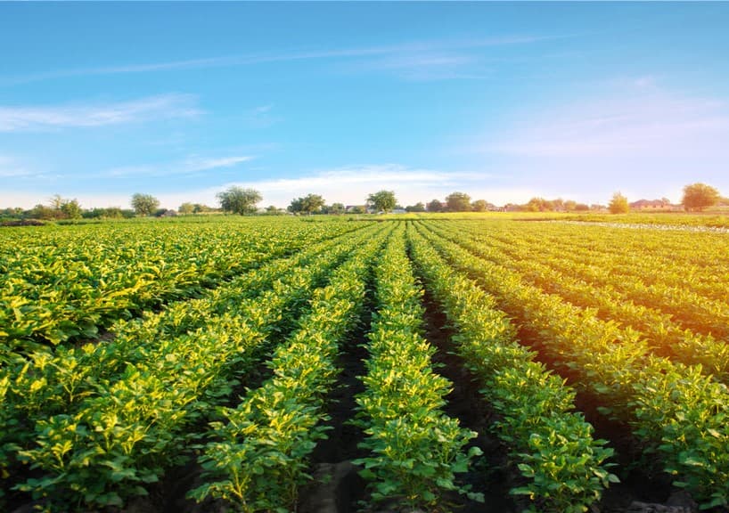 Aviko-potato-field-facts