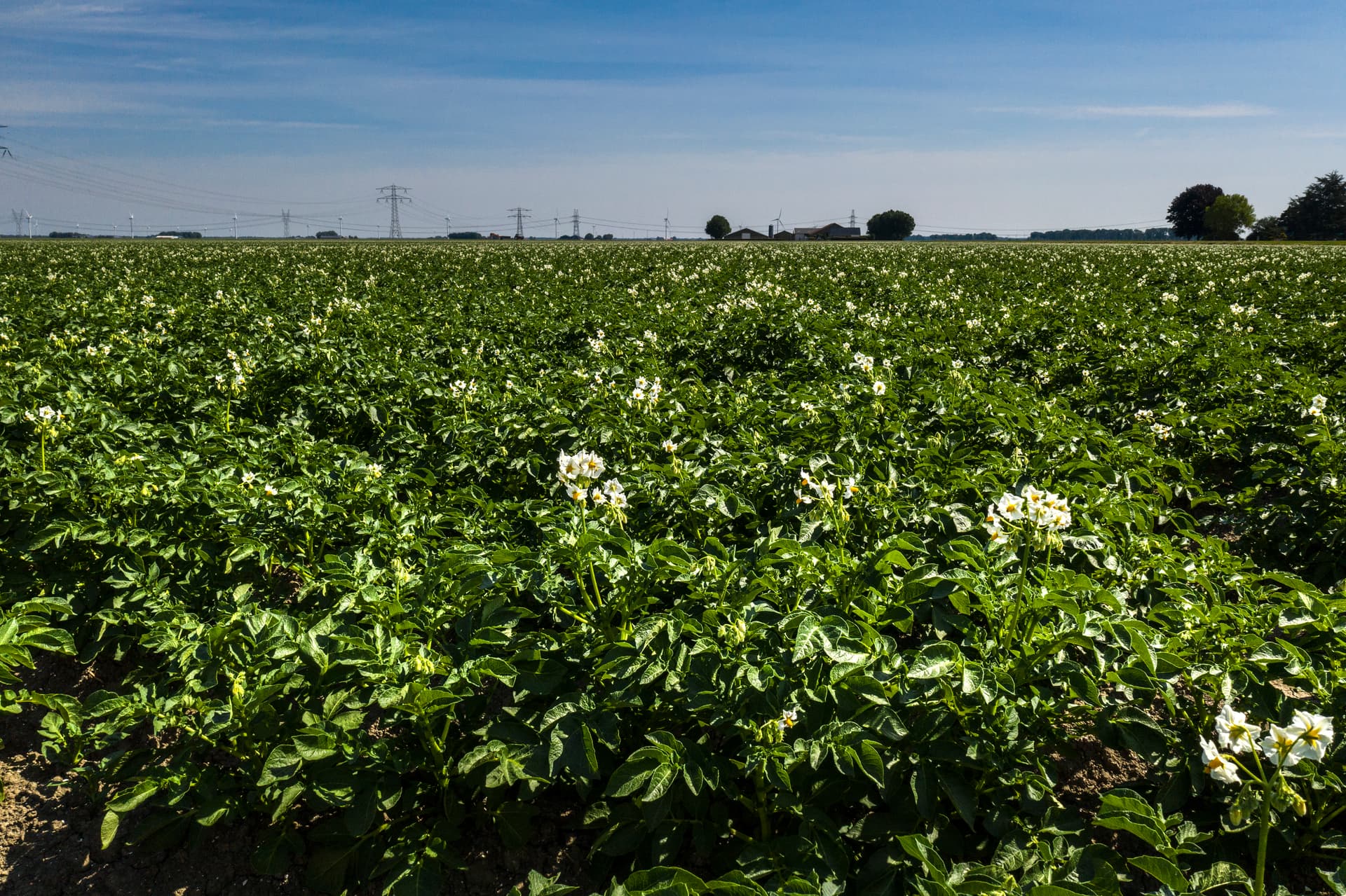fotografie-aardappelvelden