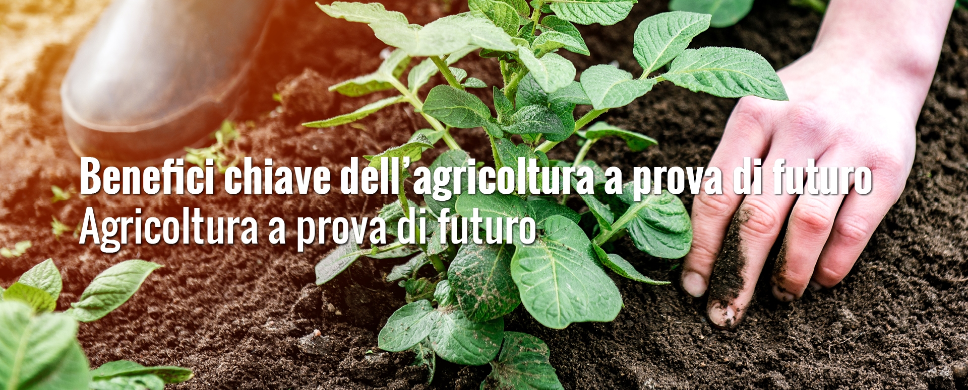 house_of_fries_website_-_new_horizons_-_field_to_fork_-_image_block_-_1920x755px